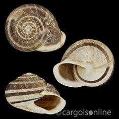 IMG_detallada/Eobania vermiculata.jpg